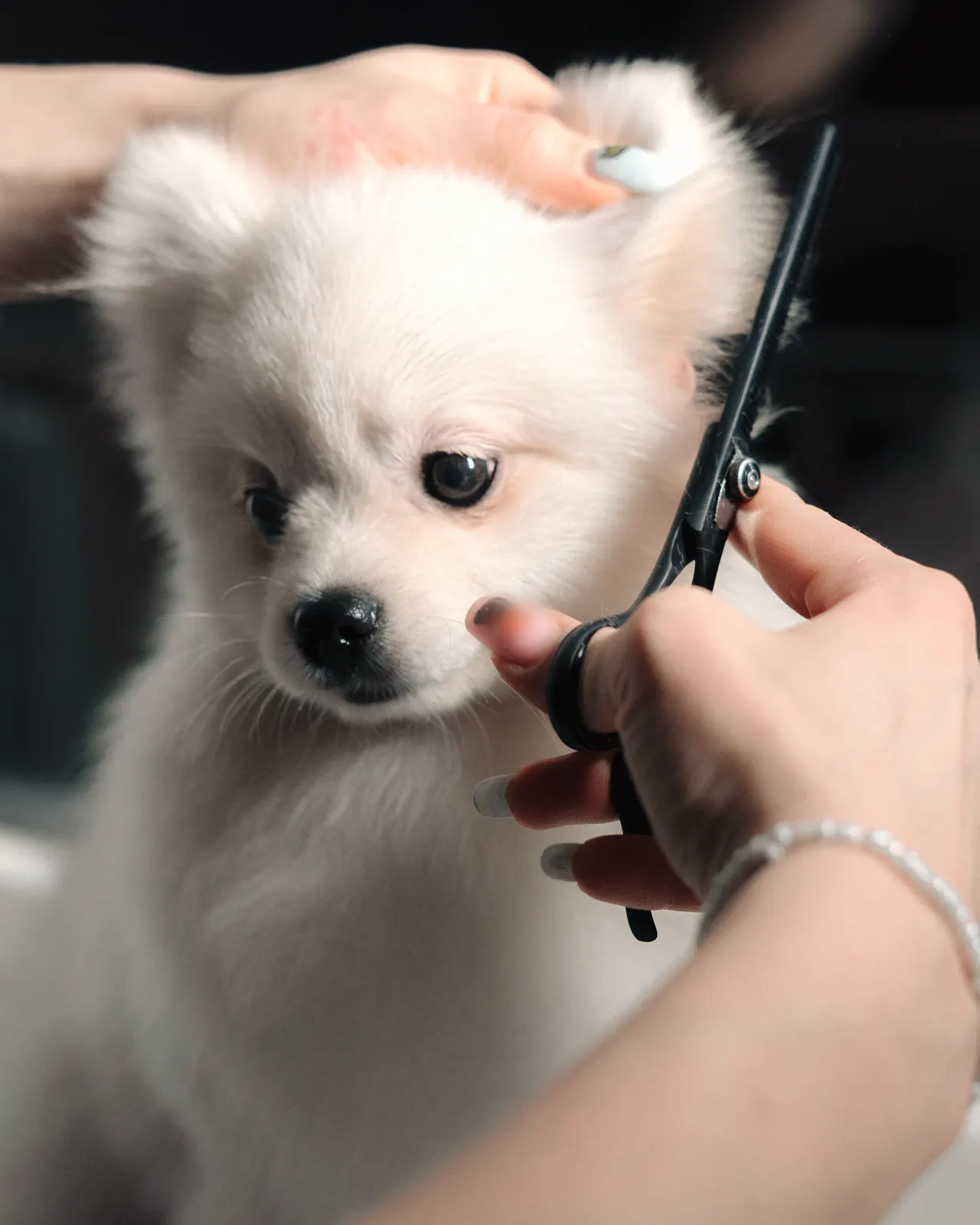 Pomeranian alb, pufos, tuns cu grijă cu foarfeca lângă bot